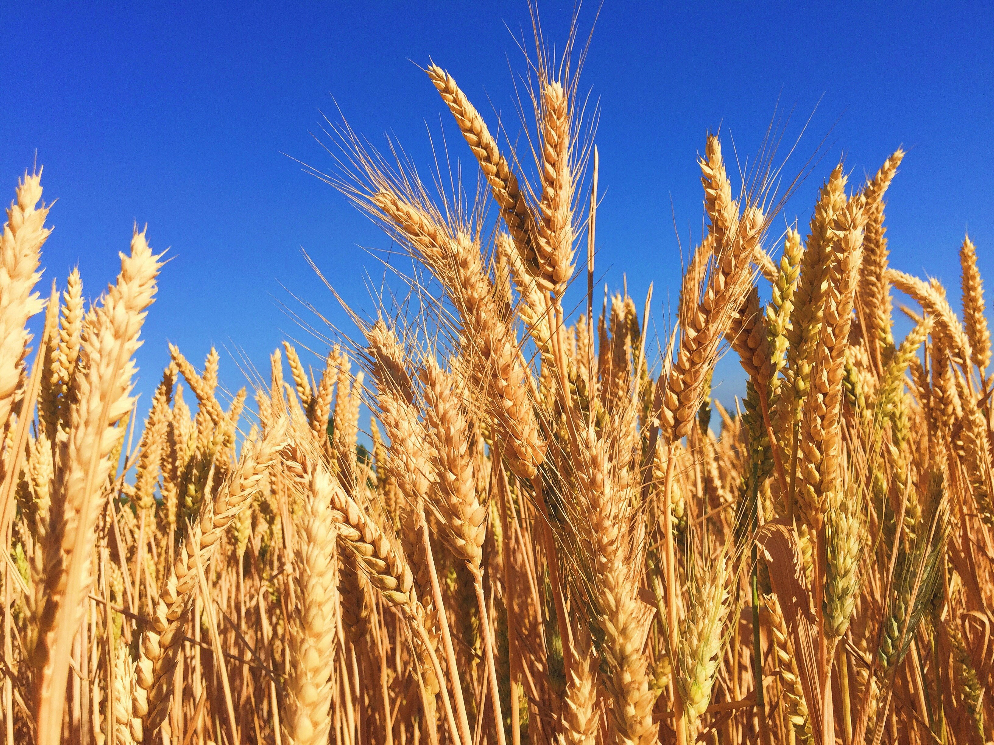Agricultural farming and cultivation