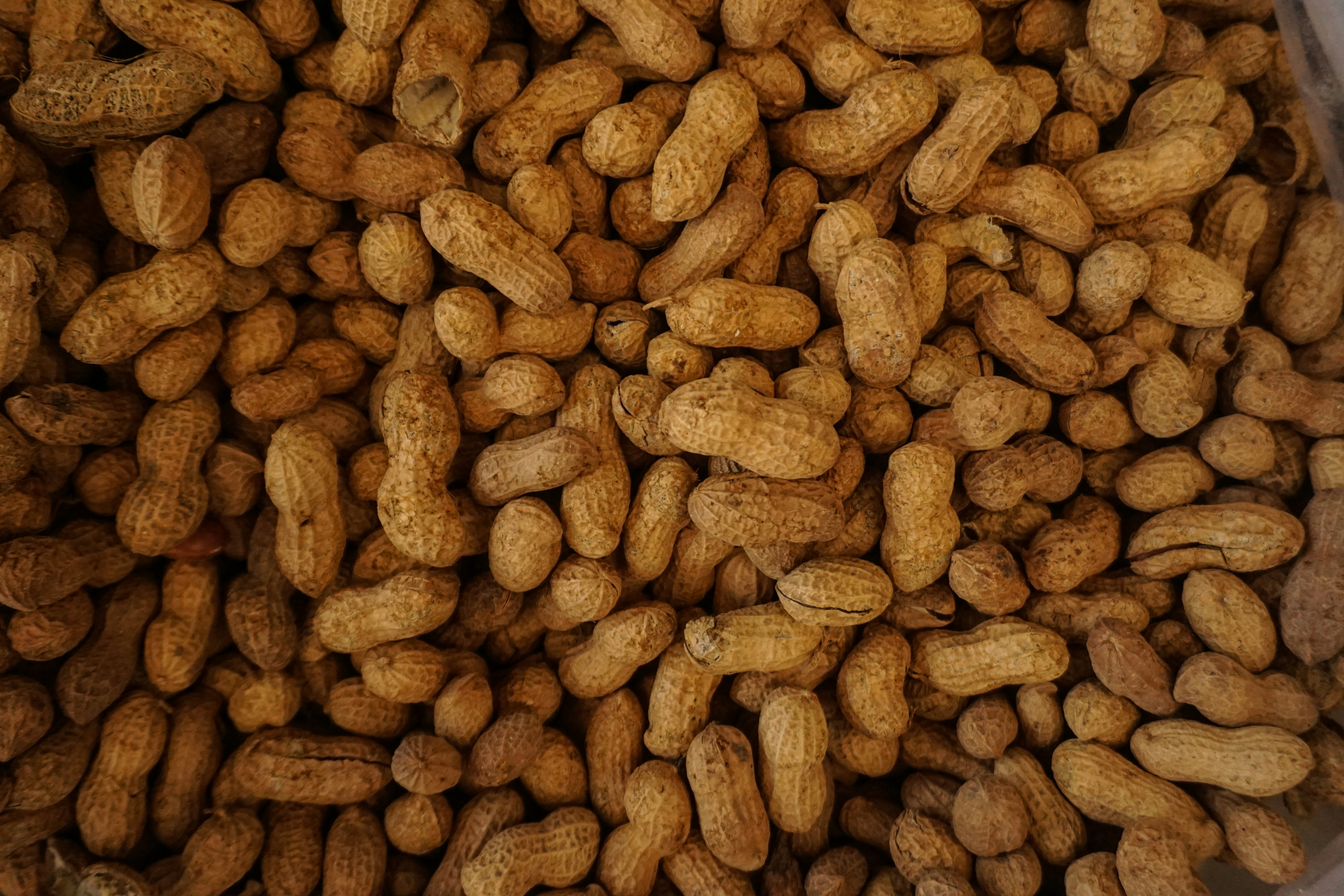 Premium quality peanuts