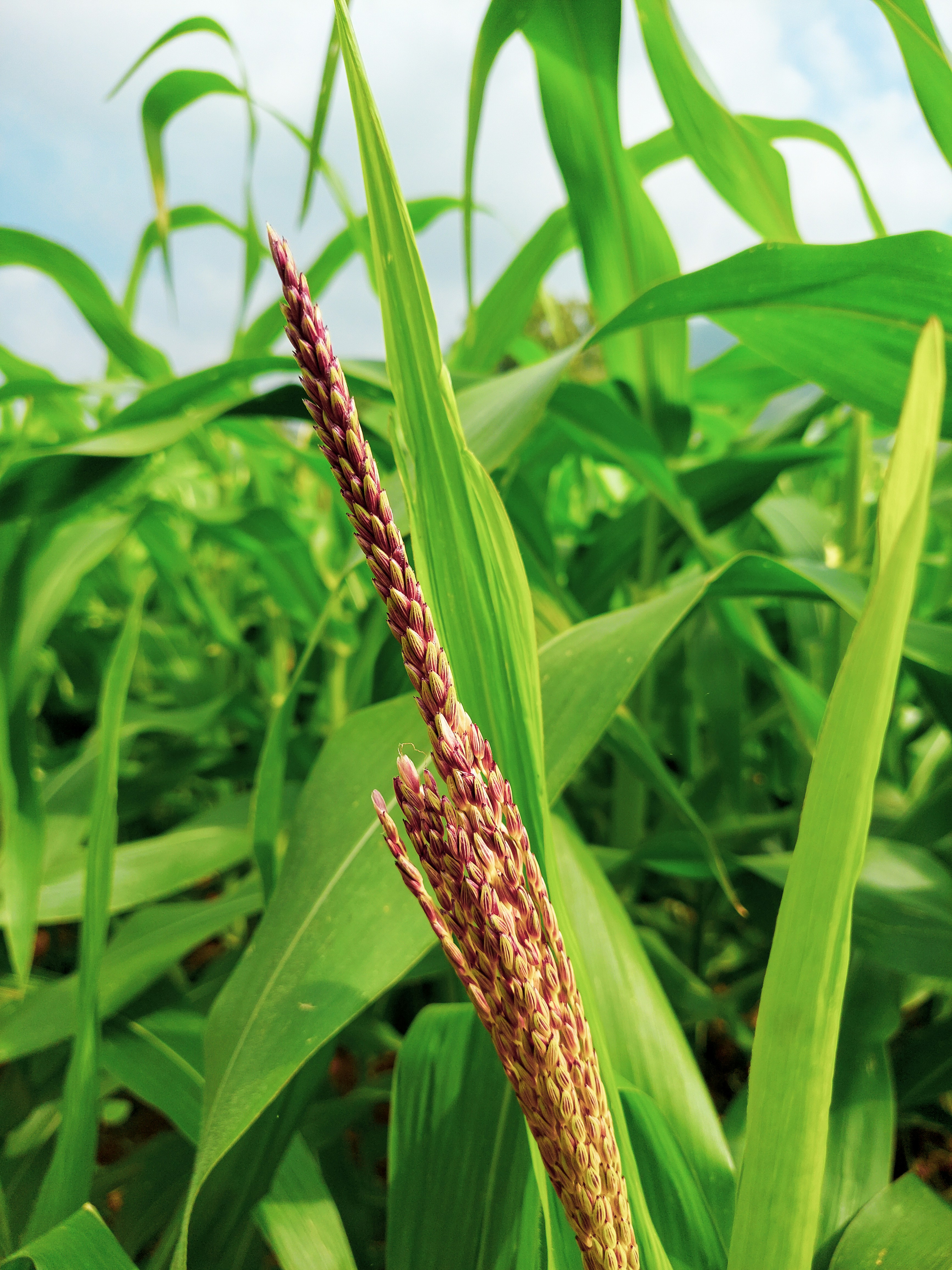 High-quality jowar (sorghum)